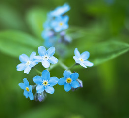 Small blue flowers large. Blue petals on a green background. Forget-me-flower.