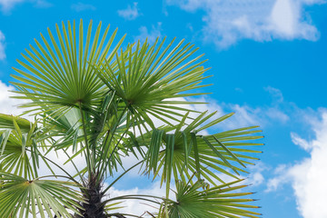 Tropical palm trees, summer against the sky