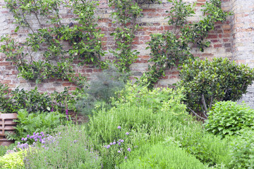 Summer herb garden with organically grown rosemary, sage, spring onion, mint, bay leaf, next to brick wall with an apple tree .