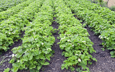 Fototapeta na wymiar Rows of white flowering strawberry plants in a summer garden .