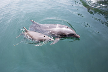 Mother and baby dolphins swimming side by side
