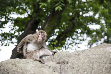 Japanese wild monkey in Beppu, Japan
