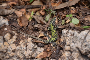 lizard green