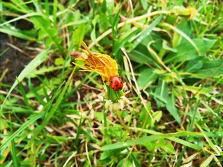 The ladybug is wet after the rain sits on a dandelion flower