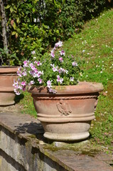 Fototapeta na wymiar flower pot garden