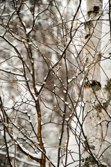 Winter trees