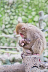 Mother and baby Japanese Monkeys