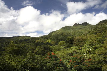 El Junque Mountain Peak and National Forest