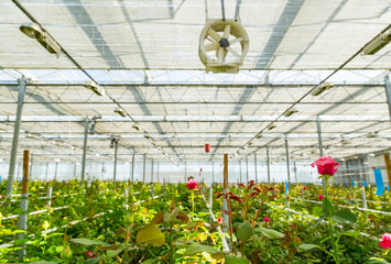 Obraz premium Rose tree grow in modern greenhouse under artificial growlight