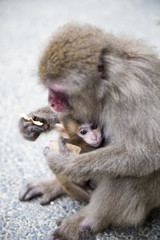Mother and baby Japanese Monkeys