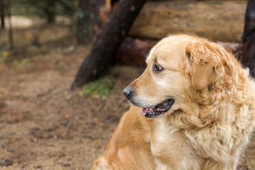 Obraz premium old golden retriever dog