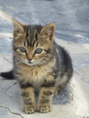 Gatos montes pequeño en pueblo de España