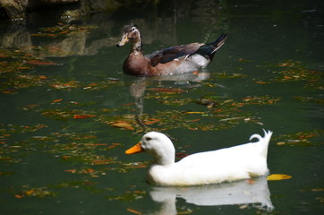 duck lake black and white