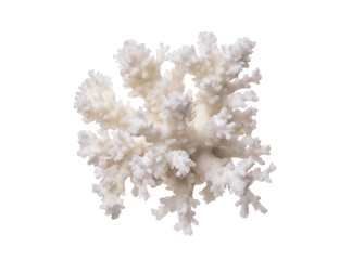 coral isolated on a white background © vrozhko