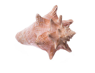 seashell isolated on white background