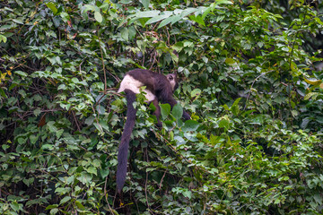 Delacour's langur, or Delacour's lutung (Trachypithecus delacouri) monkey on the tree. Van Long Nature Reserve, Vietnam. Around 300 individuals of this critically endangered.