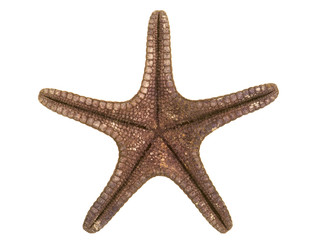 Starfish isolated on white background