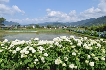 Hydrangea in full blooming rural area