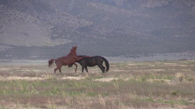 Wild Horse Stallions Fighting in the Desert