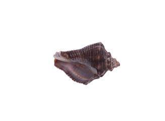 seashell isolated on white background