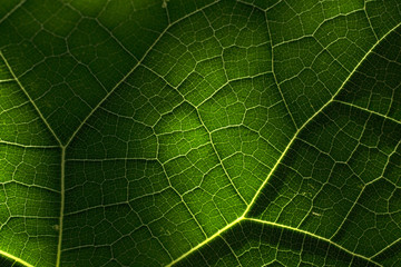 Sombras en la hoja de chayote