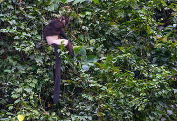 Monkeys endangered species is hard to find. Delacour's langur, or Delacour's lutung (Trachypithecus delacouri) monkey at  Van Long Nature Reserve, Vietnam. 300 individuals of critically endangered.