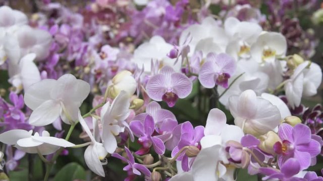 Heavenly white and purple orchids in a garden, gentle movement
