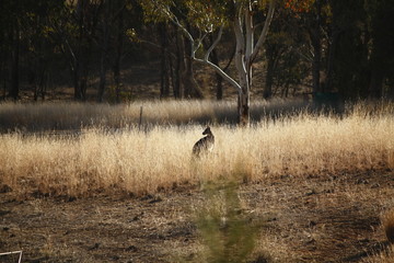 Obraz na płótnie Canvas Wild Kangaroo/Wallaby resting in the hot dry sun during drought season, surrounded with dry yellow grass, red dirt and trees in Tamworth, New South Wales, Rural Australia