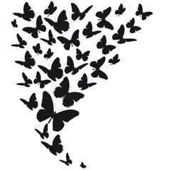Obraz na płótnie Canvas black butterfly, isolated on a white