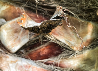 Bark of palm tree, close up view. Brown palm tree bark texture