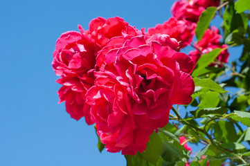 Red climbing rose on blue sky background