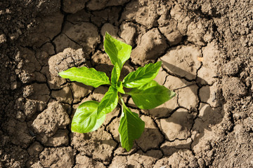 Sprout in dry ground