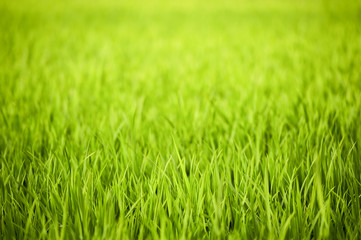 Close-up view of a green rice field in southern India, Hampi, Karnataka.