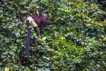 Monkeys endangered species is hard to find. Delacour's langur, or Delacour's lutung (Trachypithecus delacouri) monkey at  Van Long Nature Reserve, Vietnam. 300 individuals of critically endangered.