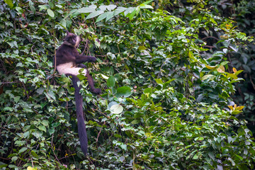 Fototapeta premium Gatunki zagrożone wyginięciem są trudne do znalezienia. Langur Delacour lub małpa lutung Delacour (Trachypithecus delacouri) w rezerwacie przyrody Van Long w Wietnamie. 300 osobników krytycznie zagrożonych.