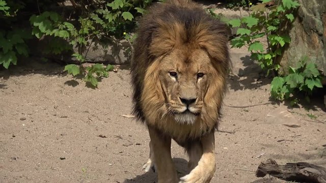 Big lion walking in the zoo