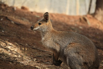 Wild Kangaroo/Wallaby resting in the hot dry sun during drought season, surrounded with dry yellow grass, red dirt and trees in Tamworth, New South Wales, Rural Australia