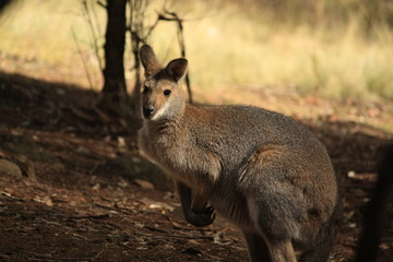 Wild Kangaroo/Wallaby resting in the hot dry sun during drought season, surrounded with dry yellow grass, red dirt and trees in Tamworth, New South Wales, Rural Australia