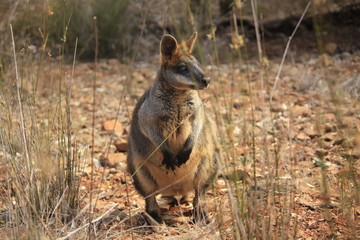 Naklejka na ściany i meble Wild Kangaroo/Wallaby resting in the hot dry sun during drought season, surrounded with dry yellow grass, red dirt and trees in Tamworth, New South Wales, Rural Australia