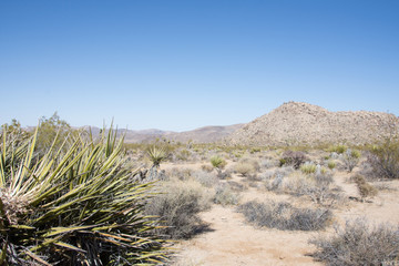 Joshua Tree Desert Landscape