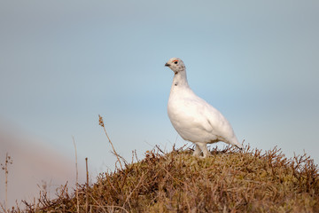 Female of Willow Ptarmigan - Lagopus lagopus - on Kvaloya island on Sommaroya