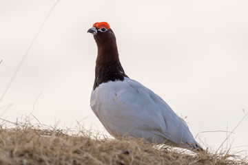 Male of Willow Ptarmigan (Lagopus lagopus) on Kvaloya island on Sommaroya