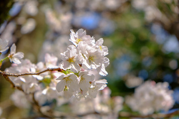 Japanese Cherry Blossom in early Spring in Nagasaki