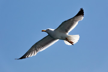 Seagull flying from above