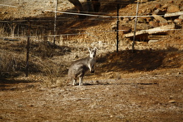 Wild Kangaroo/Wallaby resting in the hot dry sun during drought season, surrounded with dry yellow grass, red dirt and trees in Tamworth, New South Wales, Rural Australia