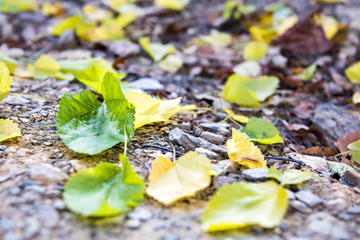 Fallen autumn green yellow golden many leaves on ground level in sunlight with trail hiking path road during day closeup in West Virginia