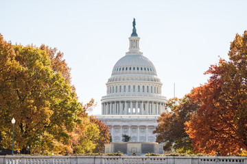 View of United States Congress Capitol building closeup framed by alley of golden orange yellow foliage autumn fall trees on street road during sunny day in Washington DC
