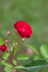 Obraz premium Rose