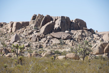 Joshua Tree Desert Landscape