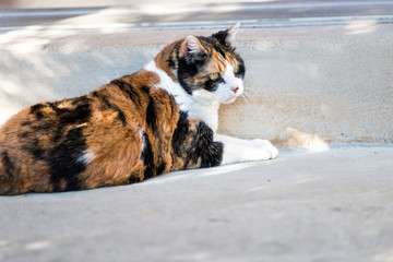 One calico cat face closeup lying down outside porch on front yard by entrance to house during sunny day, green eyes